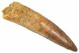 Fossil Spinosaurus Tooth - Real Dinosaur Tooth #382323-1